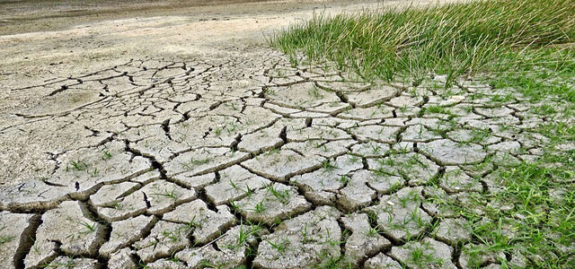 Cracked, dry soil with patches of green grass growing along the edges.