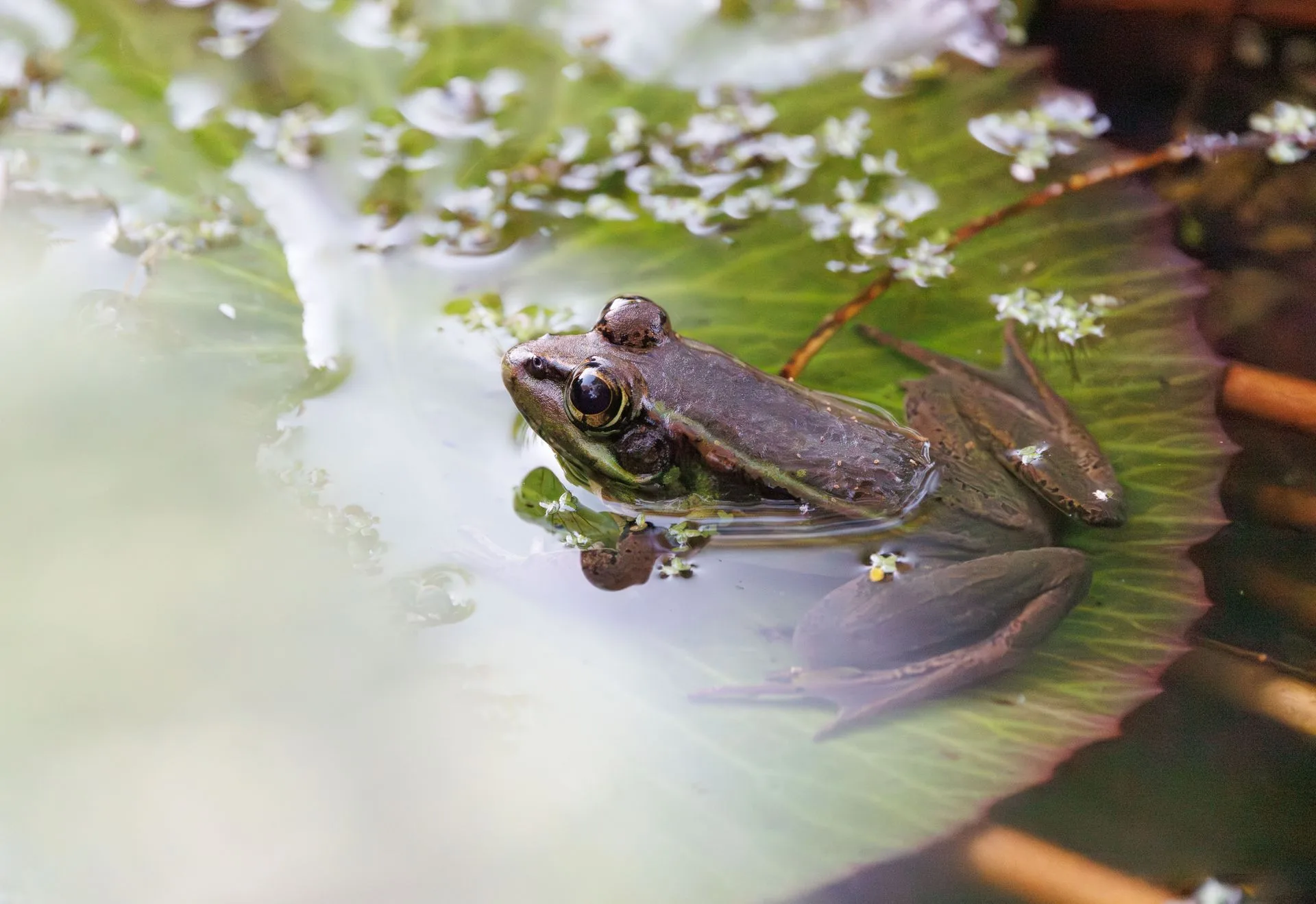 Close-up of a frog resting on a broad green water-lily leaf.