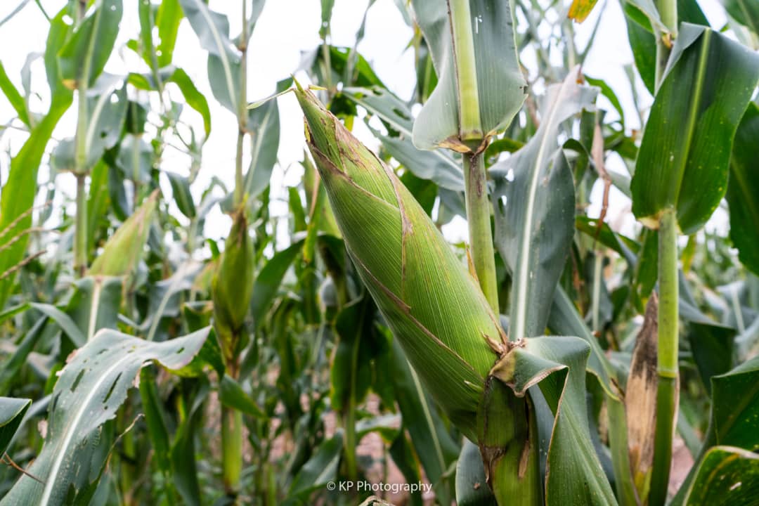 Farmer-Based Climate Adaptation Project