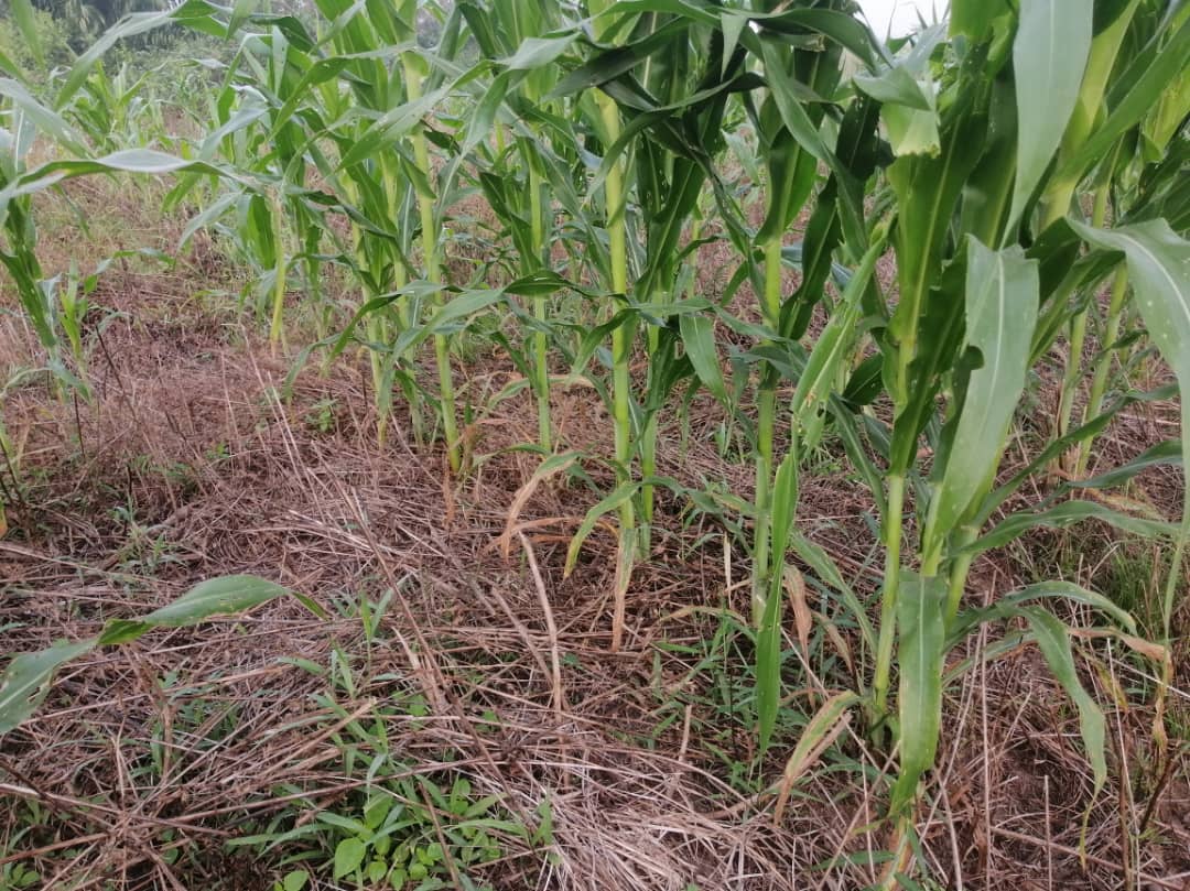 Rows of maize plants growing in a field with dry plant material covering the soil, image 2 of 10