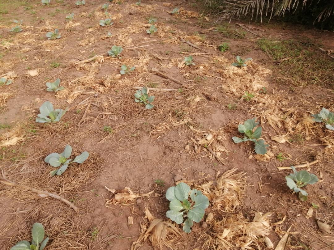 Young cabbage seedlings spaced across a field of bare soil and dry plant material, image 5 of 10