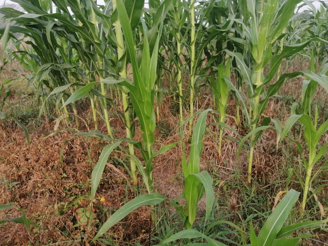 Young maize plants growing in a field with dry plant material covering the soil, image 1 of 10