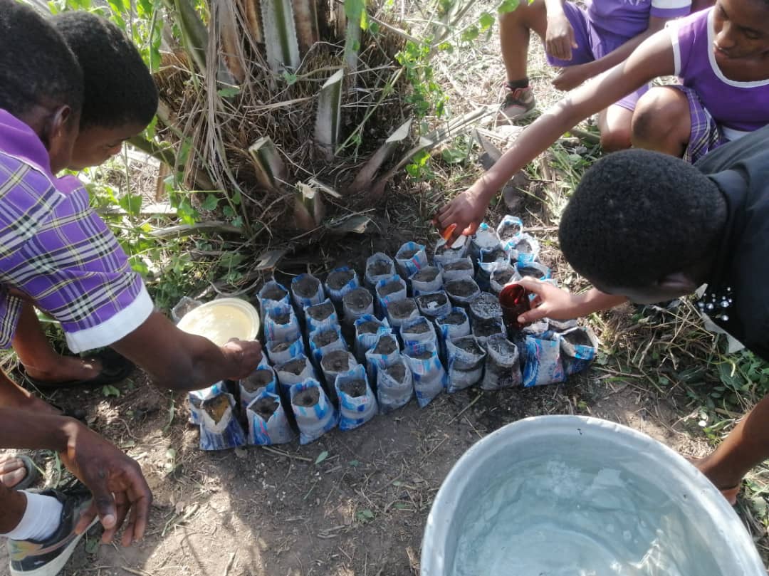 Hands preparing rows of seedling containers on the ground, with a basin of water nearby, image 13 of 14
