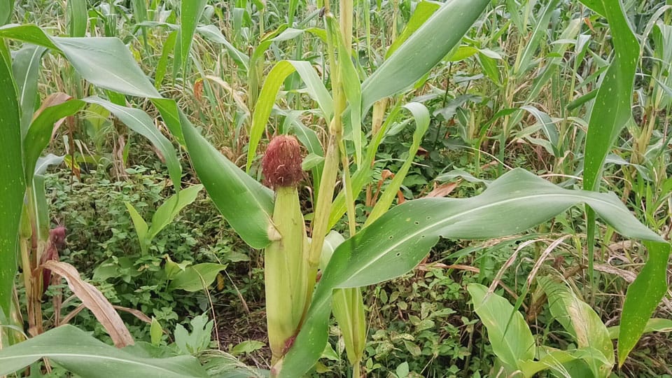 A maize plant with a developing cob in a field, image 5 of 5
