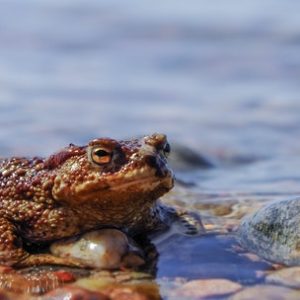 Ghana River Frog