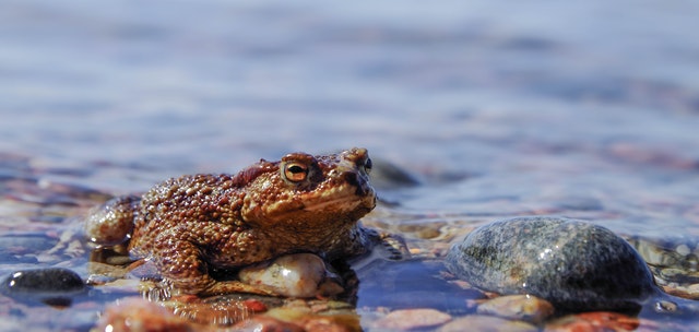 Ghana River Frog