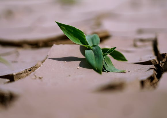 A green leaf emerging from dry, cracked land, symbolizing resilience and growth.