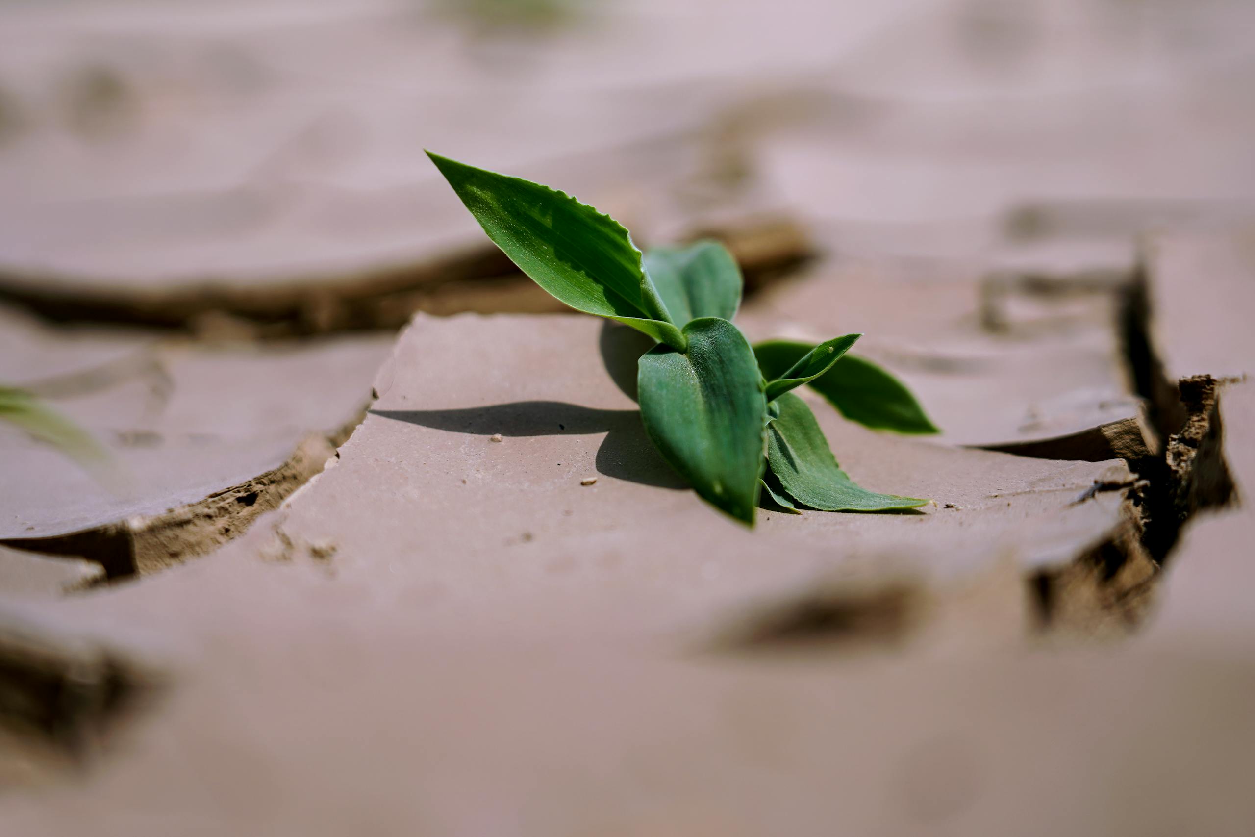 Photo by Ankit Rainloure A green leaf emerging from dry, cracked land, symbolizing resilience and growth.